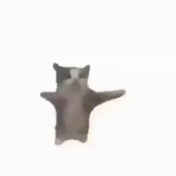 Танцующий котик